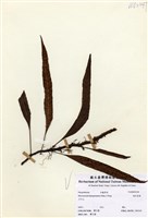 藏品(波氏星蕨)的圖片